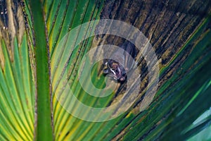 Tent-making Bat (Uroderma bilobatum) roosting in a palm frond, taken in Costa Rica