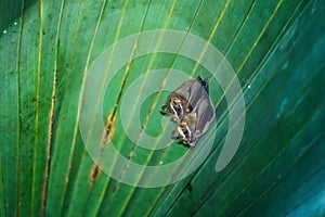 Tent-making Bat (Uroderma bilobatum) taken in Costa Rica