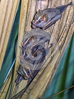 Tent-making Bat & x28;Uroderma bilobatum& x29; taken in Costa Rica