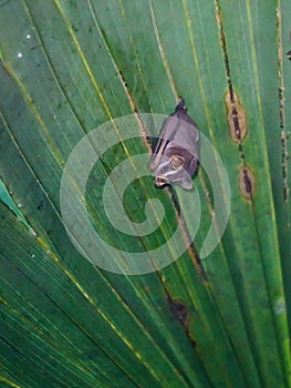 Tent-making Bat & x28;Uroderma bilobatum& x29; taken in Costa Rica