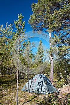 Tent pitched in forest