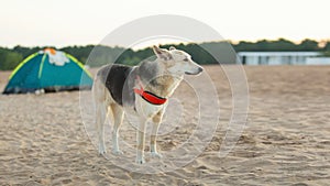 Tent on a sandy beach near water