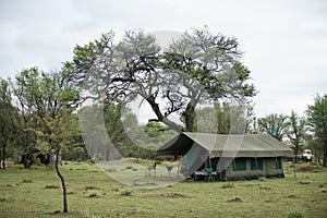 Tent in Serengeti National Park, Tanzania