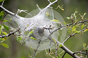 Tent worm nest