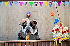 In the tent a Young English Bulldog wearing a yellow tie, straw hat and green striped shirt for the canine junina party