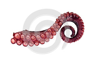 Tentacle of octopus photo