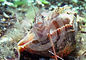 Tentacled Blenny photo