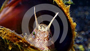 Tentacled blenny Parablennius tentacularis, fish hiding in empty shells of mussels, Black Sea