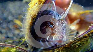 Tentacled blenny Parablennius tentacularis, fish hiding in empty shells of mussels, Black Sea