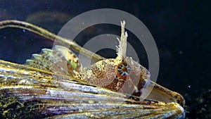 Tentacled blenny Parablennius tentacularis, fish hiding in empty shells of mussels, Black Sea