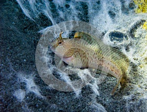 Tentacled blenny (Parablennius tentacularis), fish hiding in empty shells of mussels, Black Sea