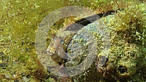 Tentacled blenny Parablennius tentacularis. The male is on the bottom, medium shot.