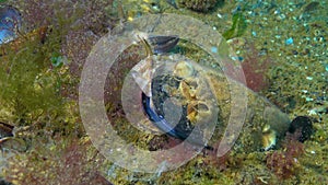The tentacled blenny Parablennius tentacularis, male in a mussel shell on a nest with eggs, Black Sea