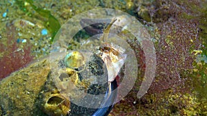 The tentacled blenny Parablennius tentacularis, male in a mussel shell on a nest with eggs, Black Sea