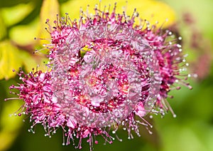 Tentacled Bloom