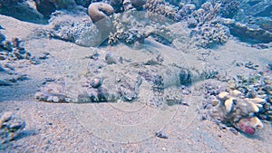 Tentacled flathead crocodilefish on tropical coral reef