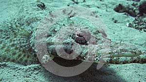 Tentacled flathead (Papilloculiceps longiceps)