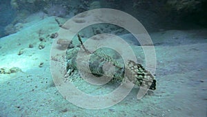 Tentacled flathead in the Red Sea, Egypt