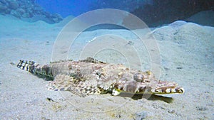 Tentacled flathead in the Red Sea, Egypt