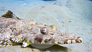 Tentacled flathead in the Red Sea, Egypt