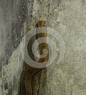 Tentacled Snake (Erpeton tentaculatum)