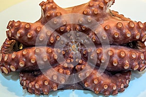 Tentacles of boiled octopus on a plate