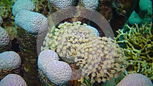 Tentacles of a coral polyp, on a coral biocenosis with tropical fish on a reef in the Red Sea, Egypt