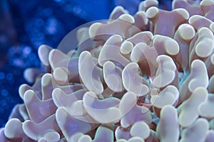 Tentacles of Hammer Coral