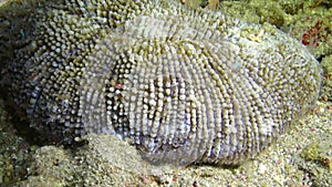 Tentacles of living coral Fungia sp. on a coral reef in the Red Sea