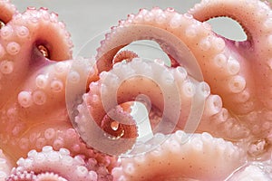 Tentacles of Octopus close up.