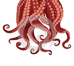 Tentacles octopus and cuttlefish. Purple tentacles kraken red suckers.