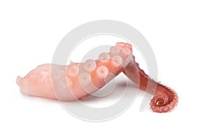 Tentacles of octopus isolated on white background