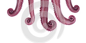 Tentacles of octopus isolated on white background.
