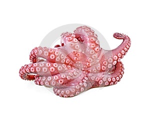 Tentacles of octopus isolated on white background