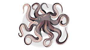 tentacles of octopus isolated on white background