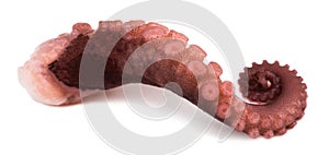 Tentacles of octopus isolated on white background