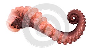 Tentacles of octopus isolated on white background