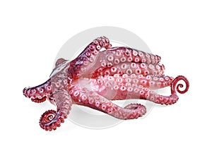 Tentacles of octopus isolated on white background