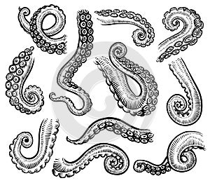 Tentacles of octopus, vector hand drawn collection of engraving illustrations. photo