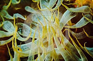 Tentacles of Sea anemone