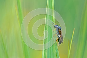 Tenthredinidae sawfly