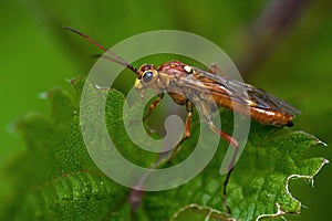 Tenthredinidae Tenthredopsis nassata