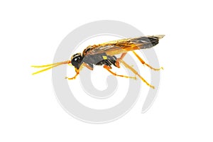 Tenthredo campestris