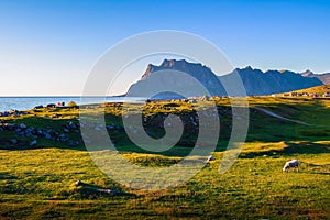 Tents, tourists and camping gear on Uttakleiv beach in Lofoten islands, Norway