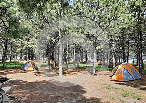 Tents in the Trees while Camping in the Mountains
