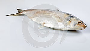Tenualosa ilisha  hilsa herring terbuk fish