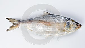 Tenualosa ilisha  hilsa herring terbuk fish photo