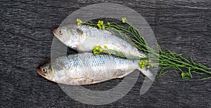 Tenualosa ilisha or Ilish fish on black board