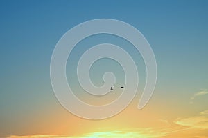 Two birds over the burning sky