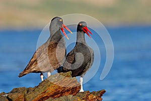 Teo Blakish oystercatcher, Haematopus ater, with oyster in the bill, black water bird with red bill. Bird feeding sea food, in the photo